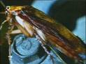 cucaracha
