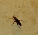 Biochemical, control de Plagas. Cucaracha