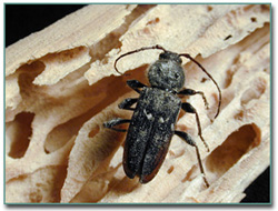 Biochemical, control de Plagas. 