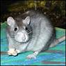 Biochemical, control de Plagas. Ratas
