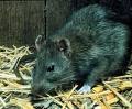 Biochemical, control de Plagas. Ratas