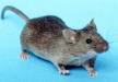 Biochemical, control de Plagas. Ratas