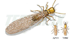 Biochemical, control de Plagas. Termitas