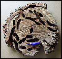 Biochemical, control de Plagas. Xilofagos